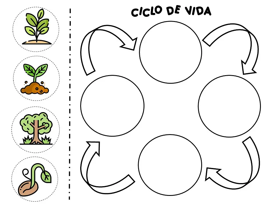 Ciclo de vida7.jpg