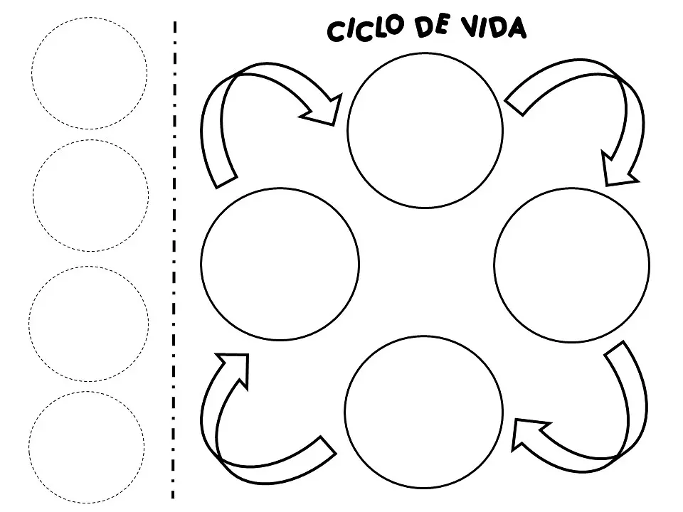 Ciclo de vida8.jpg