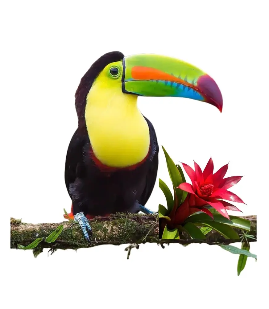 Ilustacion de aves y flora para un pañuelo