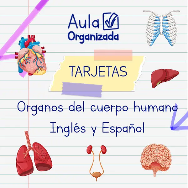 Tarjetas de los Órganos del Cuerpo Humano (Inglés y Español)