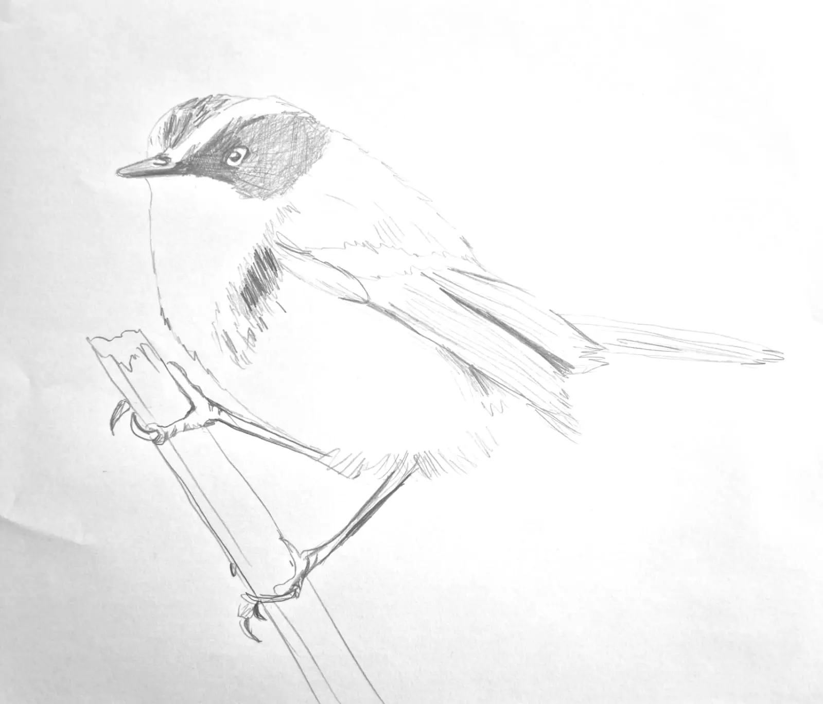 dibujos para pintar