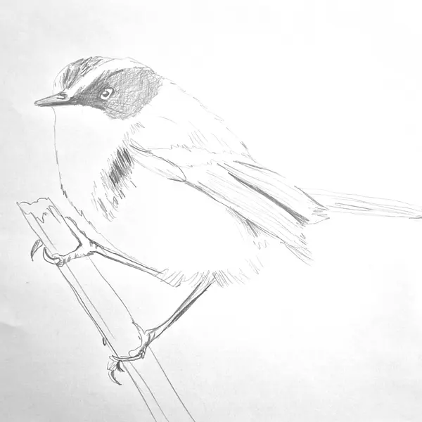dibujos para pintar