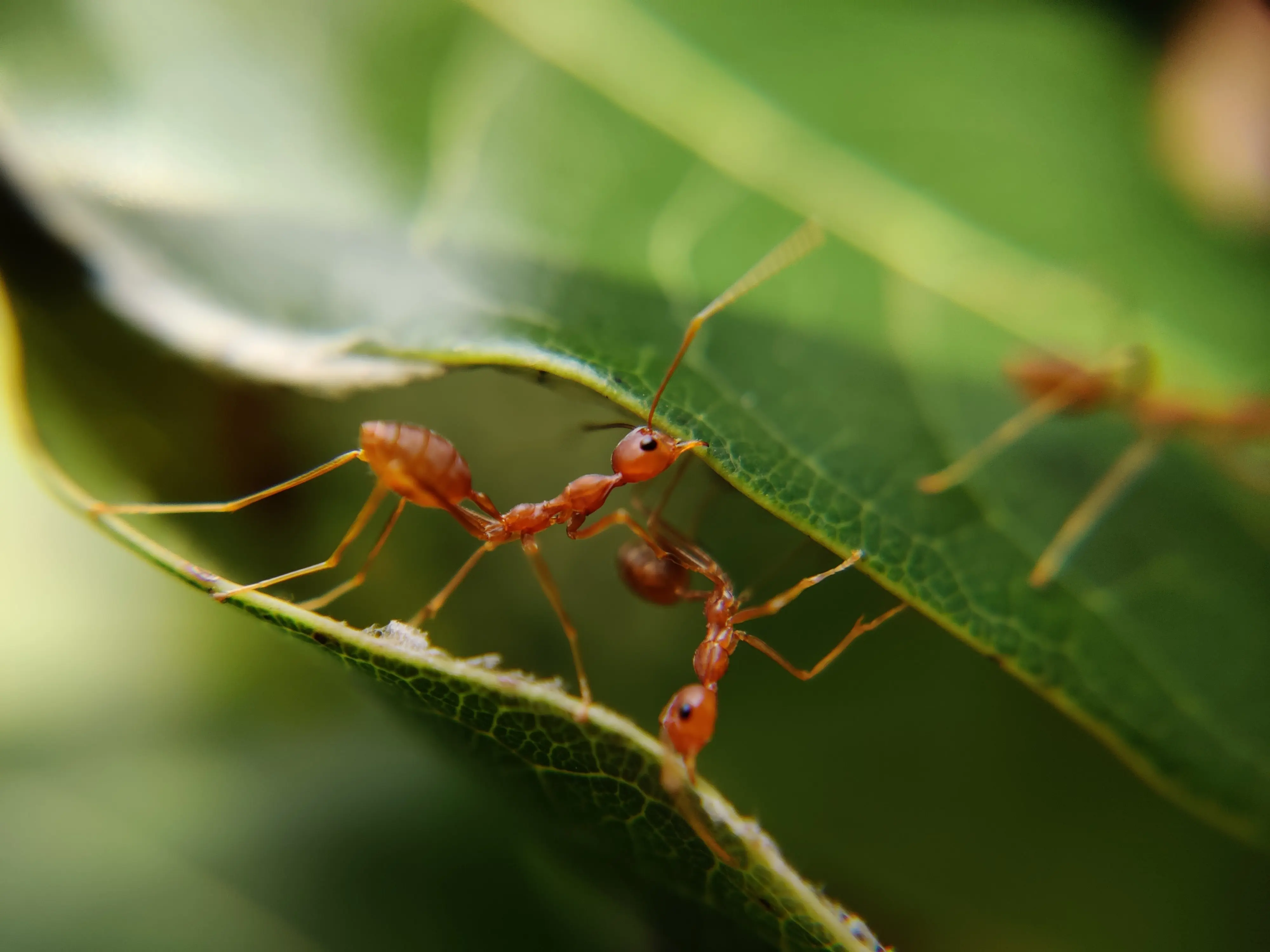 Relación entre la distancia de forrajeo y el transporte de biomasa en el género Atta