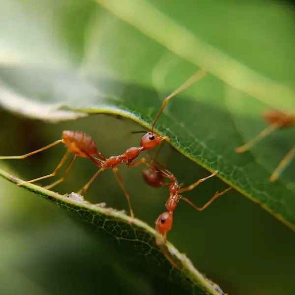 Relación entre la distancia de forrajeo y el transporte de biomasa en el género Atta