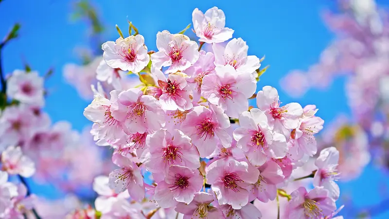El inicio de la primavera en Japón. 