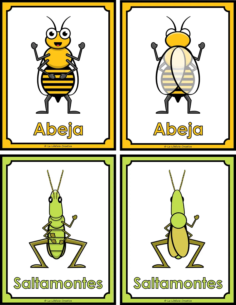 FLASH CARDS INSECTOS ESPAÑOL_#g382904.png