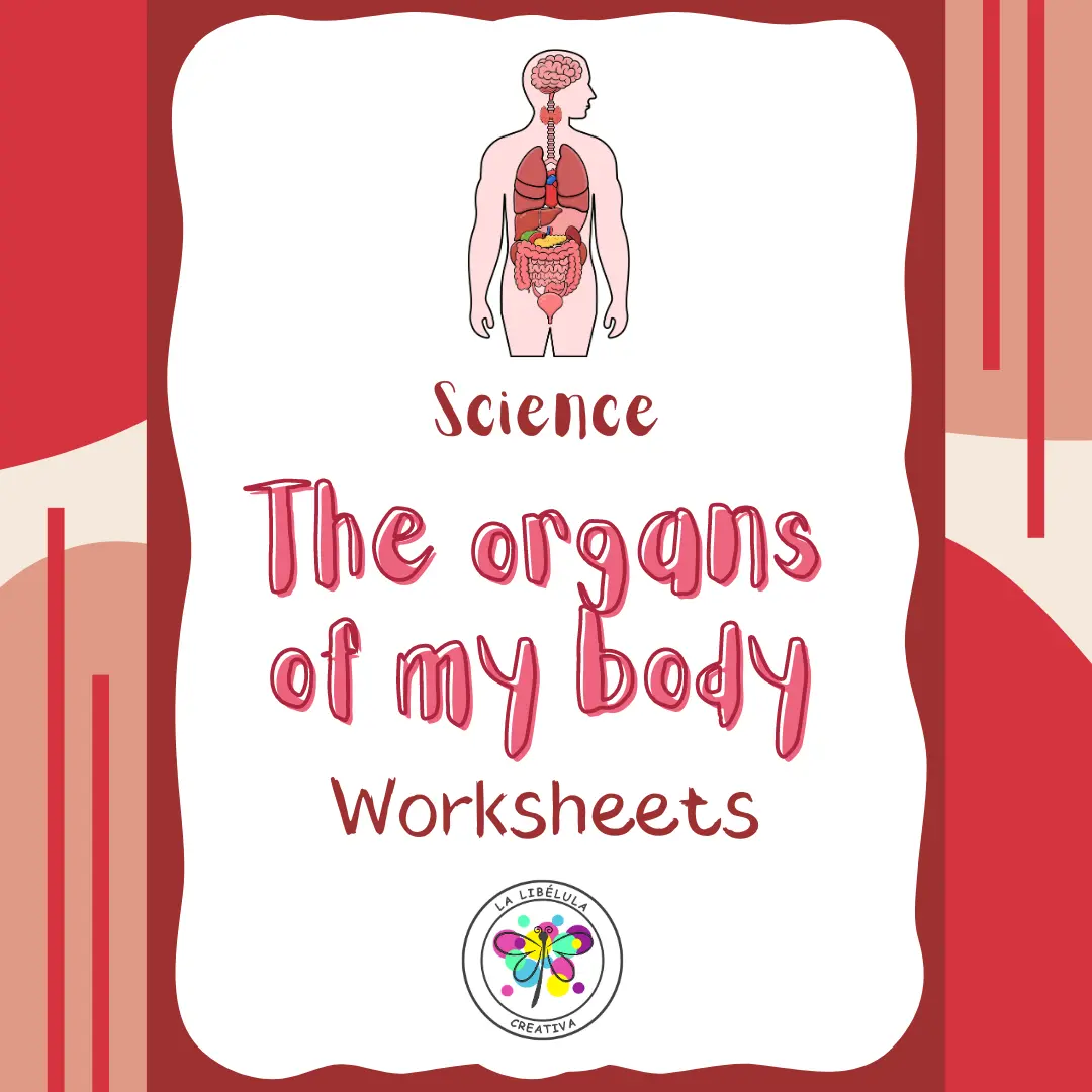 Science Organs Body Human Parts Worksheets Flash Cards NO PREP Color